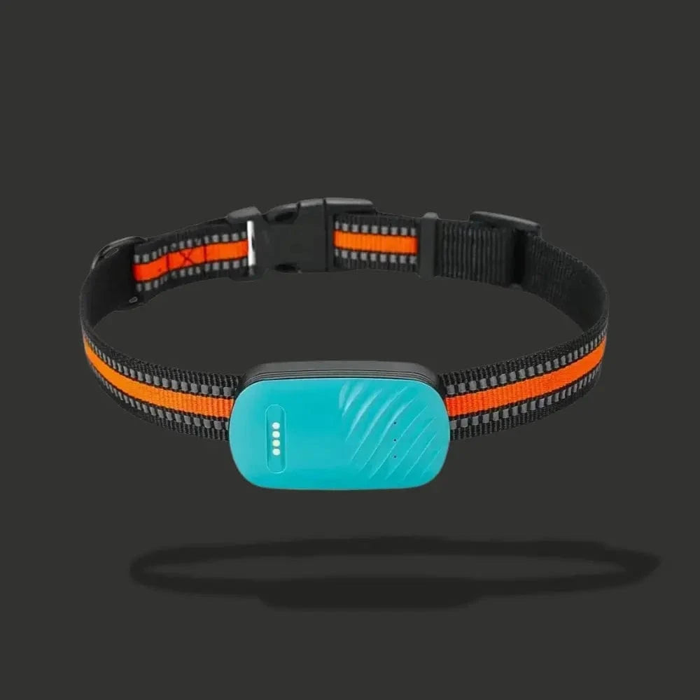 GPS-seuranta kaulakoru kissalle – Paikannus ja päivittäinen mukavuus