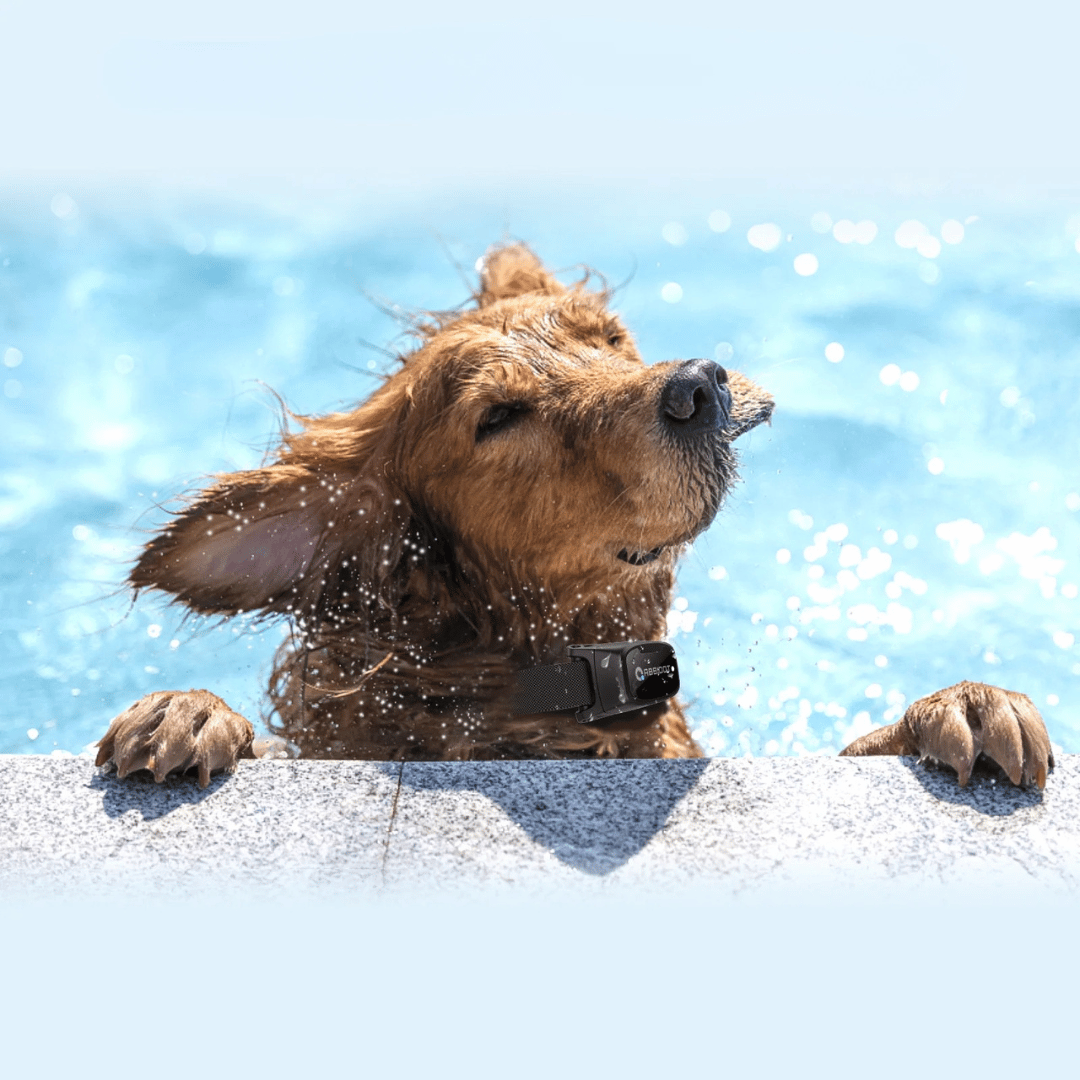 Karma dla psa – Pilot z LED i zasięg 1000 m