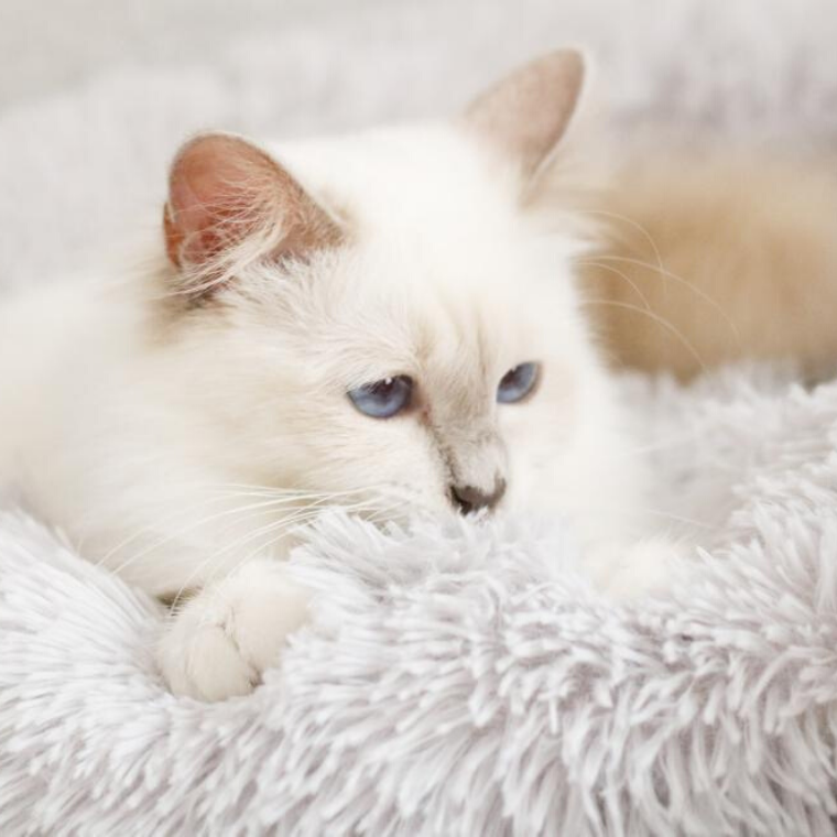 Panier Douillet Pour Chat - Ultra Moelleux