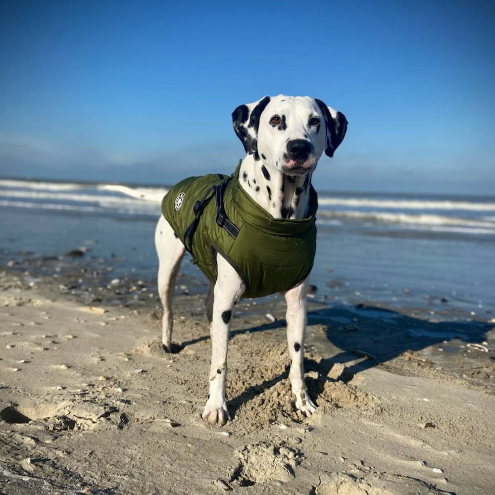 Vattentät Hundjacka - Skydd & Stil 