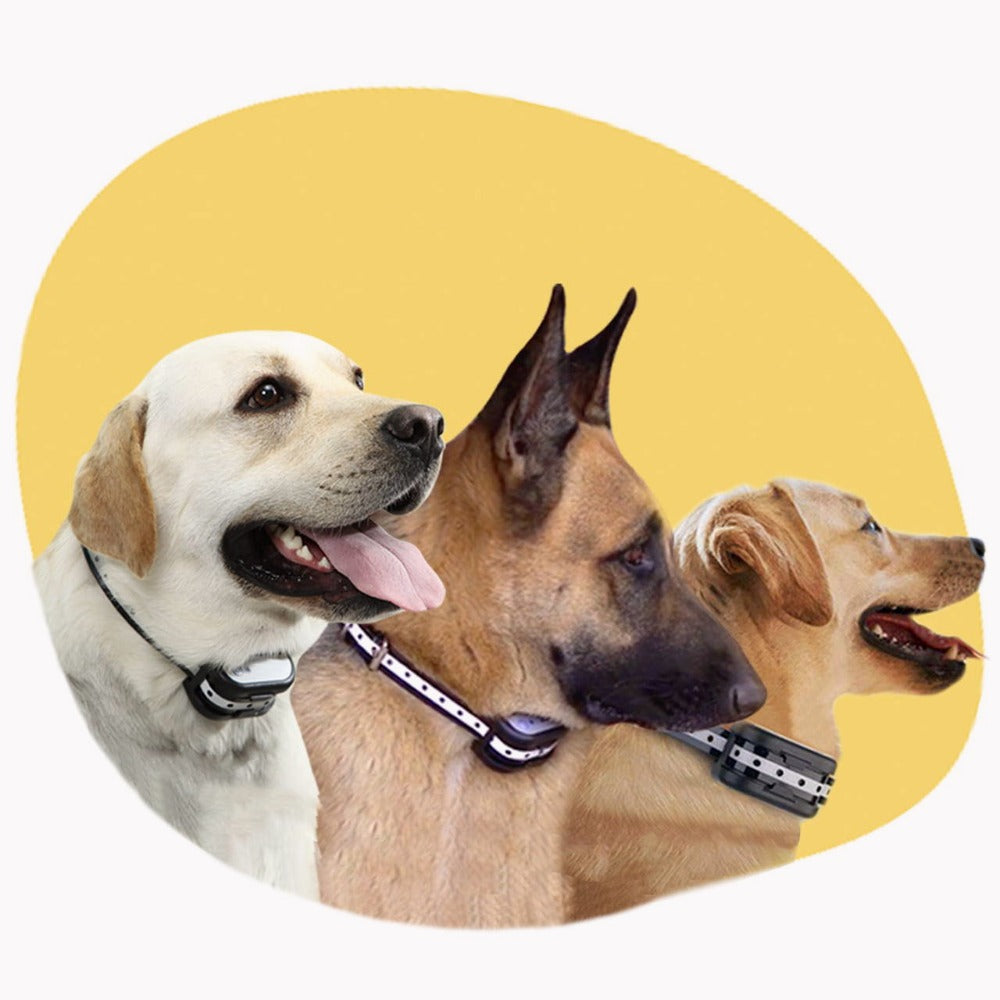 Vezeték nélküli elektronikus kerítés nyakörvvel – Biztonság a kutyája számára 