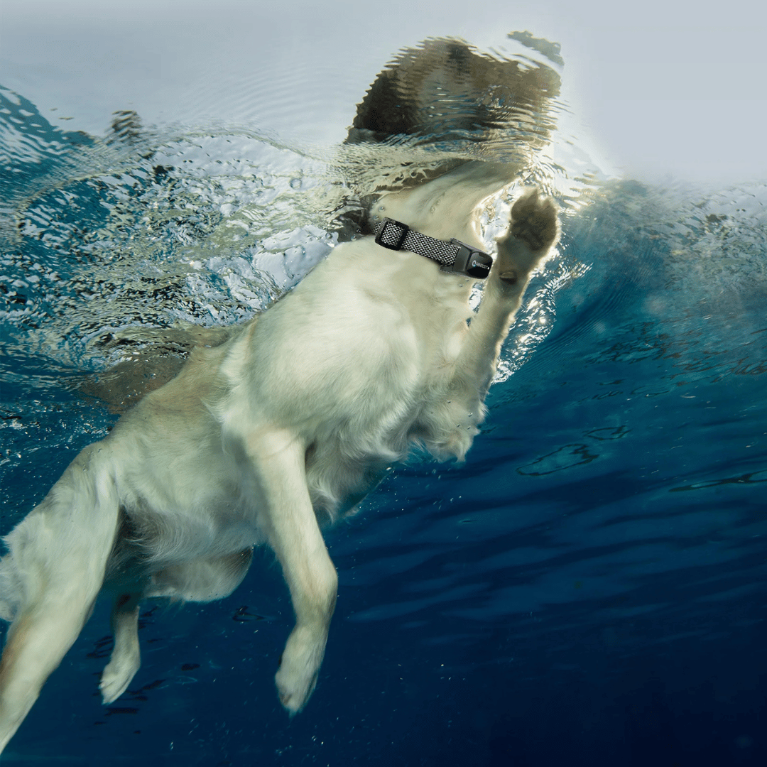 Karma dla psa – Pilot z LED i zasięg 1000 m 